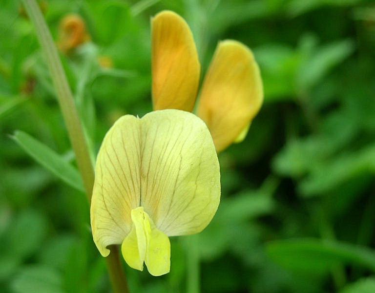 Vicia grandiflora / Veccia farfallona